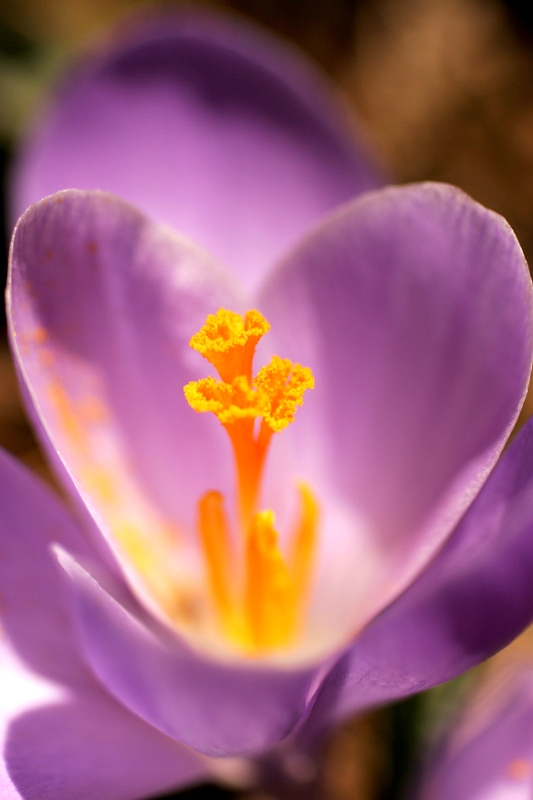 Crocus 4 